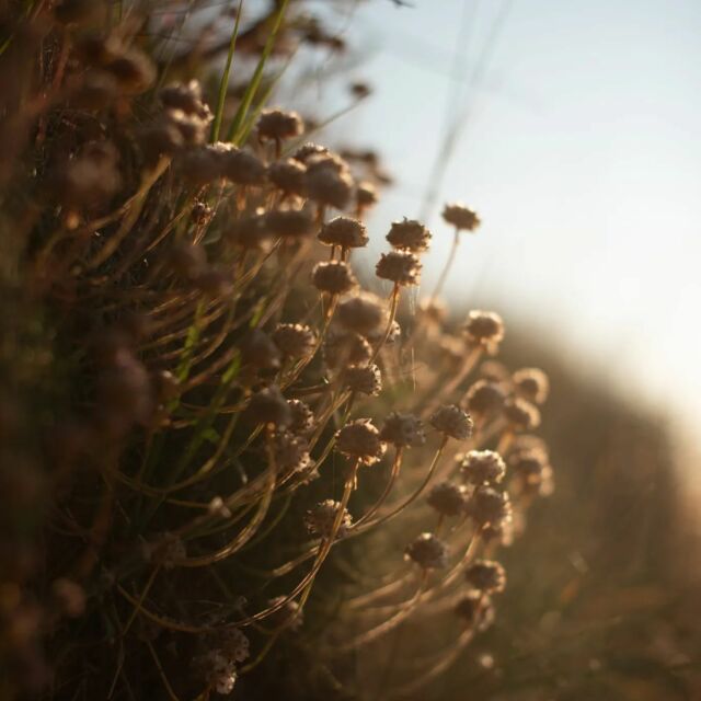 C'est l'été ! ☀️ 
N'oubliez pas que les soirs d'été sont magnifiques pour de belles séances ✨ 
N'hésitez plus à m'envoyer un message, les week end sont déjà pour la plupart réservés ☎️
#summer #photography #2023 #paysage #brest #finistere #bretagne